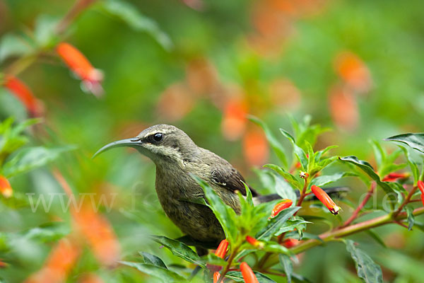 Takazzenektarvogel (Nectarinia tacazze)