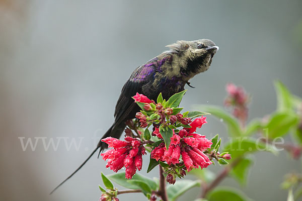 Takazzenektarvogel (Nectarinia tacazze)