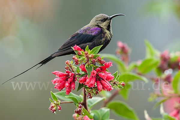 Takazzenektarvogel (Nectarinia tacazze)