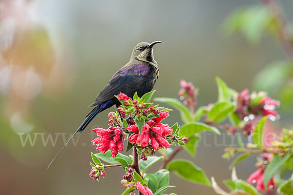 Takazzenektarvogel (Nectarinia tacazze)