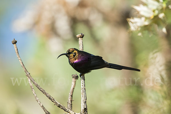 Takazzenektarvogel (Nectarinia tacazze)