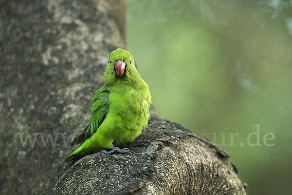 Tarantapapagei (Agapornis taranta)