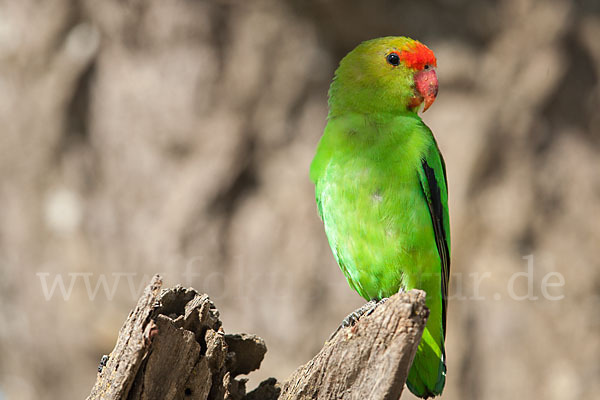 Tarantapapagei (Agapornis taranta)