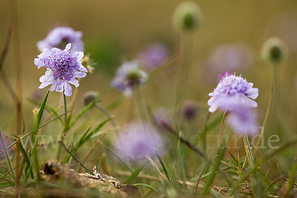 Tauben-Skabiose (Scabiosa columbaria)