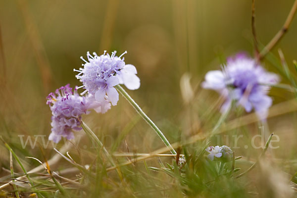 Tauben-Skabiose (Scabiosa columbaria)