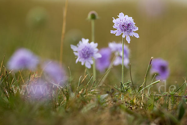 Tauben-Skabiose (Scabiosa columbaria)