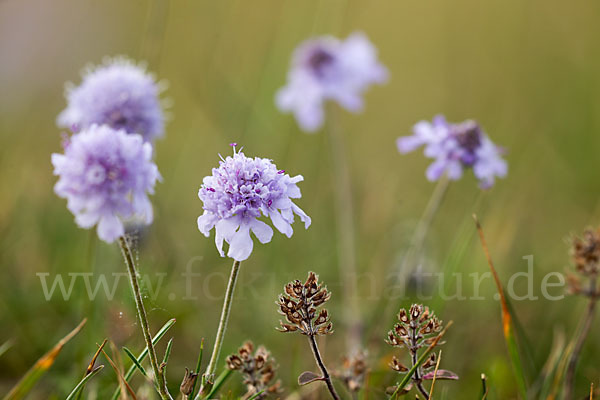 Tauben-Skabiose (Scabiosa columbaria)
