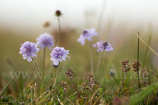 Tauben-Skabiose (Scabiosa columbaria)