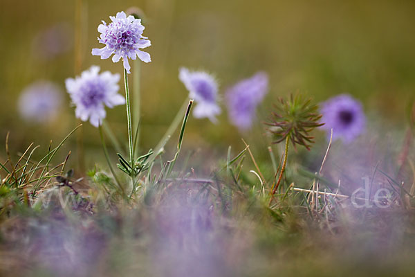 Tauben-Skabiose (Scabiosa columbaria)