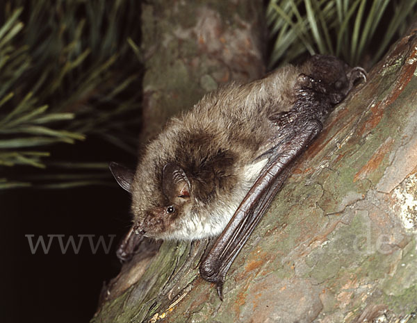 Teichfledermaus (Myotis dasycneme)