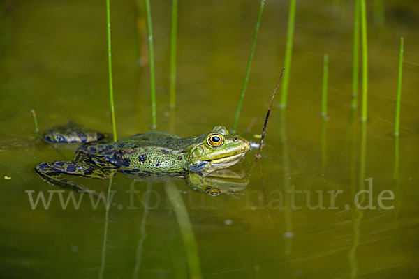 Teichfrosch (Pelophylax kl. esculentus)