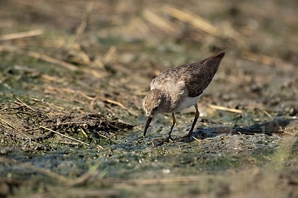 Temminckstrandläufer (Calidris temminckii)