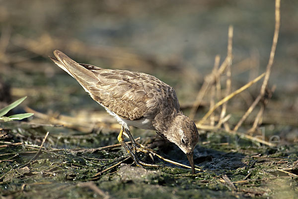 Temminckstrandläufer (Calidris temminckii)