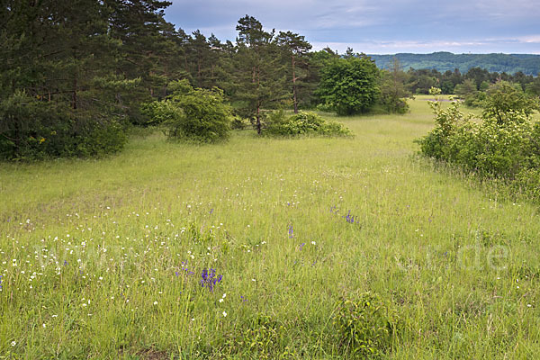 Thüringen (Thuringia)