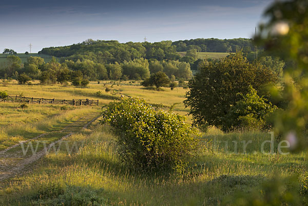 Thüringen (Thuringia)