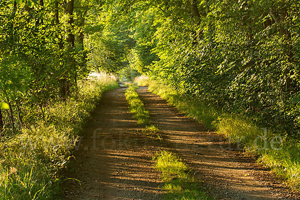 Thüringen (Thuringia)