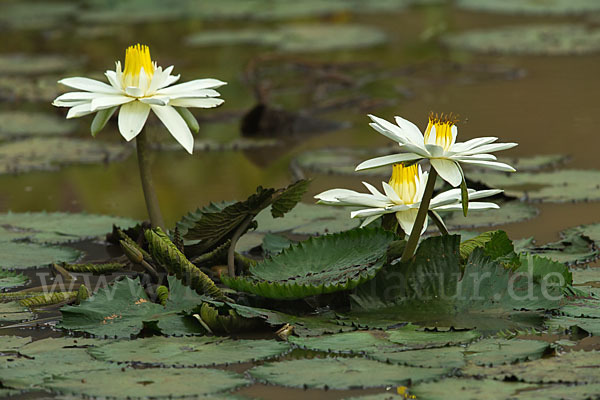 Tigerlotus (Nymphaea lotus)