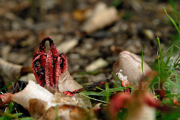 Tintenfischpilz (Clathrus archeri)