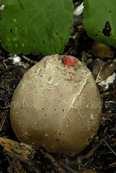 Tintenfischpilz (Clathrus archeri)