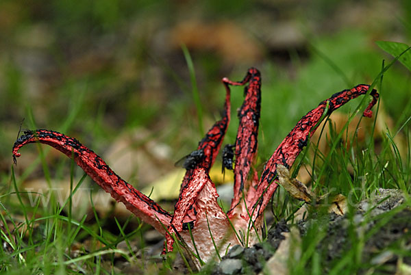 Tintenfischpilz (Clathrus archeri)