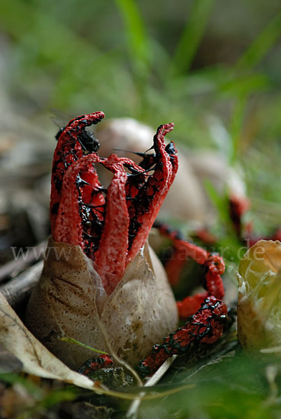 Tintenfischpilz (Clathrus archeri)