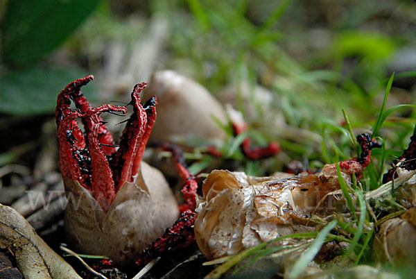 Tintenfischpilz (Clathrus archeri)