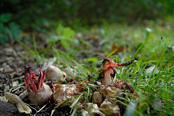 Tintenfischpilz (Clathrus archeri)