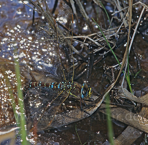 Torf- Mosaikjungfer (Aeshna juncea)