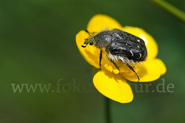 Trauer-Rosenkäfer (Oxythryea funesta)