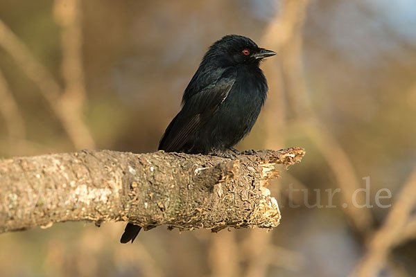 Trauerdrongo (Dicrurus adsimilis)