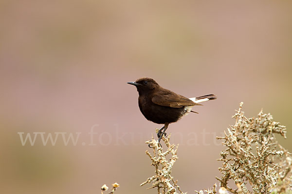 Trauersteinschmätzer (Oenanthe leucura)