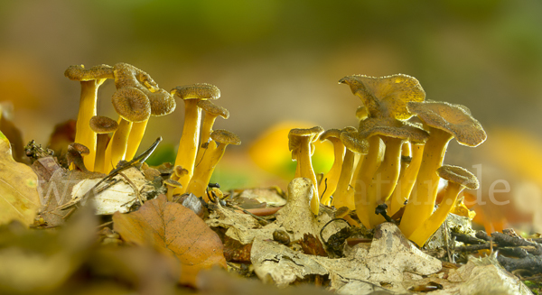 Trompetenpfifferling (Craterellus tubaeformis)