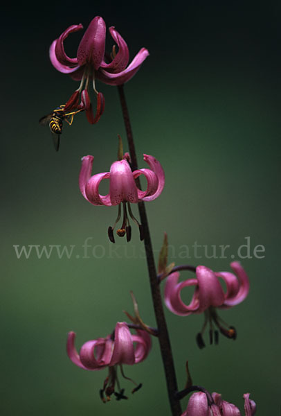 Türkenbund (Lilium martagon)