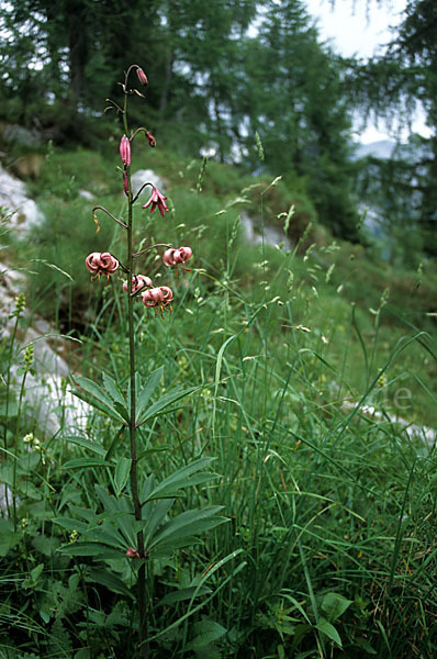 Türkenbund (Lilium martagon)