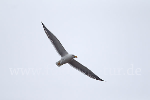 Tundramöwe (Larus heuglini)