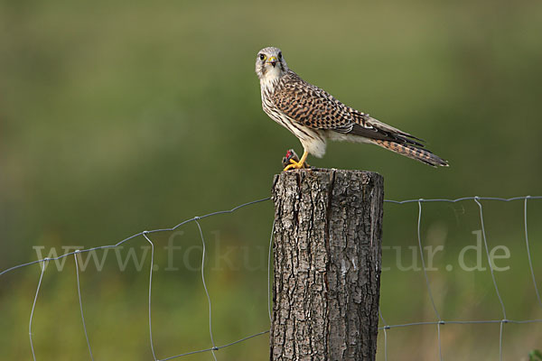 Turmfalke (Falco tinnunculus)