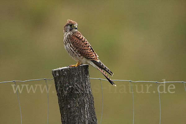 Turmfalke (Falco tinnunculus)