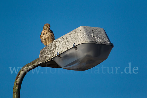 Turmfalke (Falco tinnunculus)