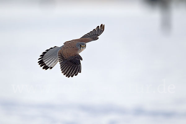 Turmfalke (Falco tinnunculus)