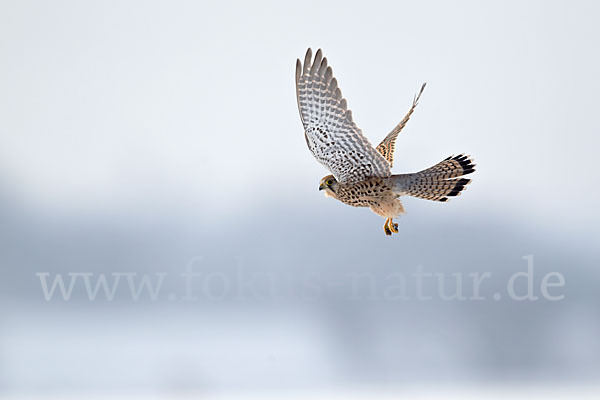 Turmfalke (Falco tinnunculus)