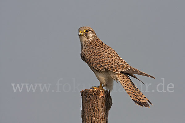 Turmfalke (Falco tinnunculus)