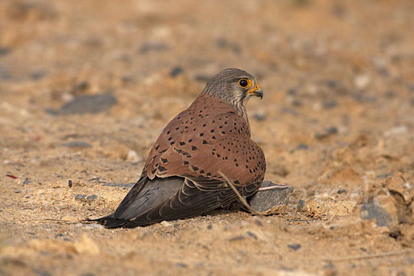 Turmfalke (Falco tinnunculus)