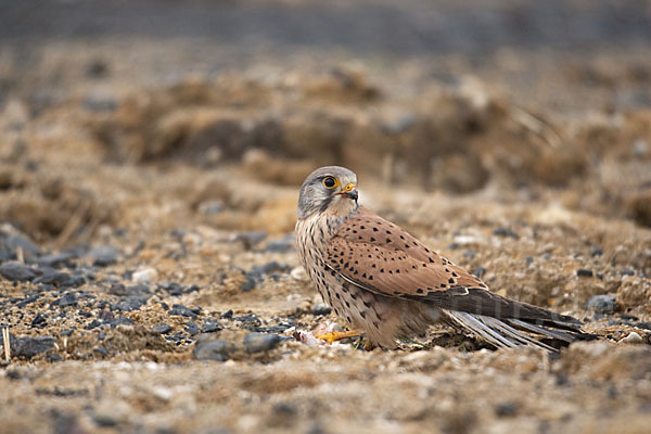 Turmfalke (Falco tinnunculus)