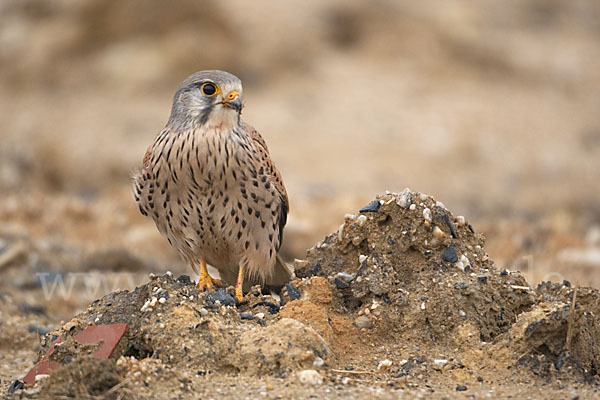 Turmfalke (Falco tinnunculus)