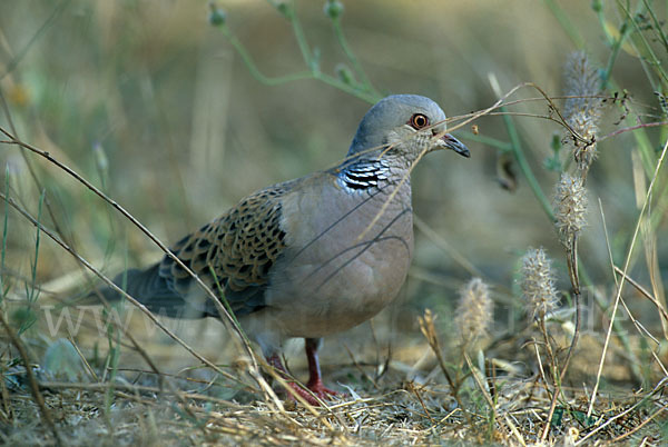 Turteltaube (Streptopelia turtur)