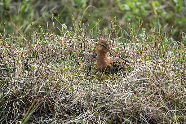 Uferschnepfe (Limosa limosa)