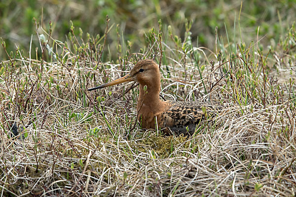 Uferschnepfe (Limosa limosa)