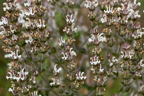 Ungarn-Salbei (Salvia aethiopis)