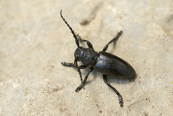 Variable Erdbock (Iberodorcadion fuliginator)