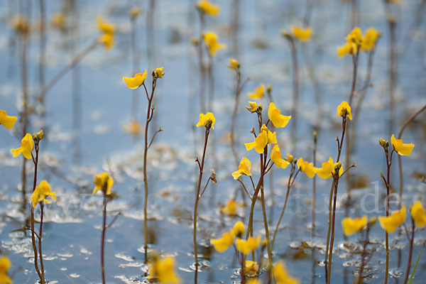 Verkannter Wasserschlauch (Utricularia australis)